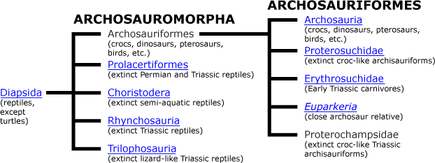 Archosauromorpha phylogeny