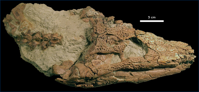 Borealosuchus sternbergii