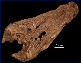 Borealosuchus sternbergii