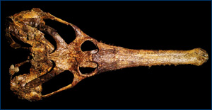 Champsosaur skull