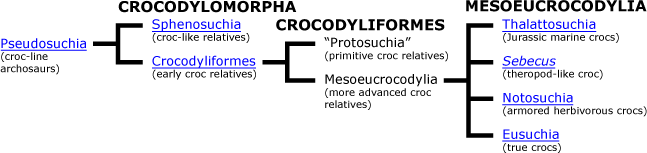 Crocodylomorpha phylogeny
