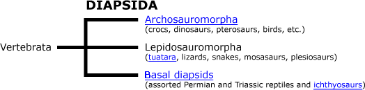 Archosauria phylogeny