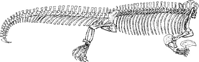 Drepanosaurus