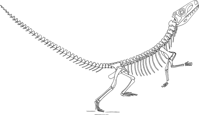 Skeletal restoration of Euparkeria in a bipedal running posture