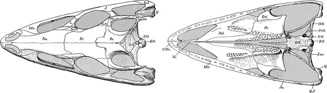 Dorsal and ventral views of the skull of Euparkeria