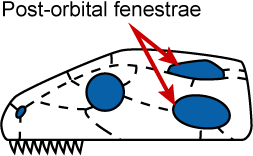 Diapsid skull with post-orbital fenestrae