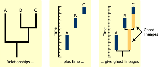 A ghost lineage extending backward in time