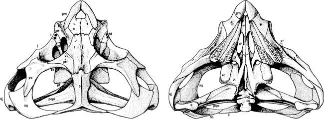 Dorsal and ventral views of the skull of Hyperodapedon