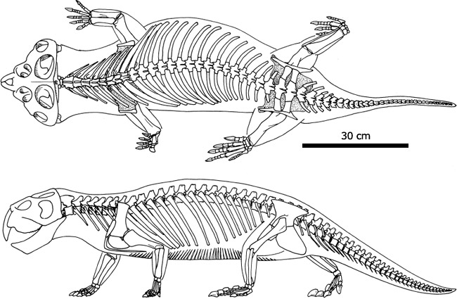 Dorsal and lateral views of the skeleton of Hyperodapedon