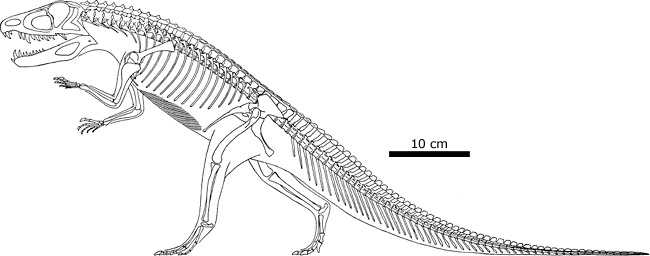 Restoration of the skeleton of Ornithosuchus