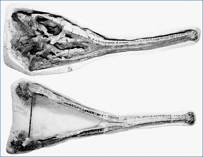 Pseudopalatus pristinus skull and mandibles