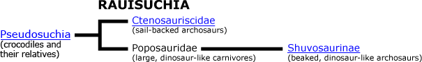 Rauisuchia phylogeny