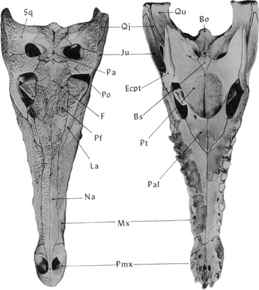 Dorsal and palatal views of the skull of Sebecus