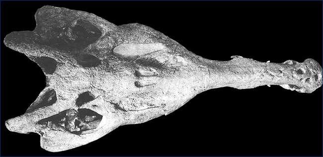 Smilosuchus adamanensis skull