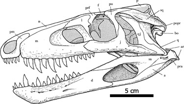 Sphenosuchus