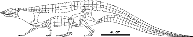 Stagonolepis restoration