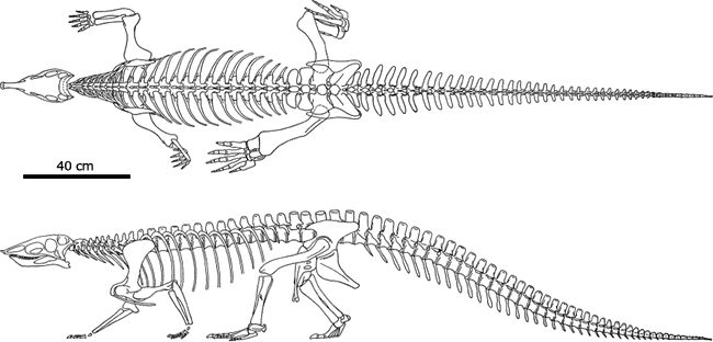 Dorsal and lateral views of the restored skeleton of Stagonolepis