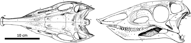 Dorsal and lateral views of the skull of Stagonolepis
