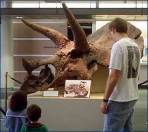 Triceratops skull