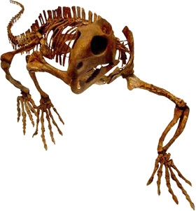 Trilophosaurus skeleton