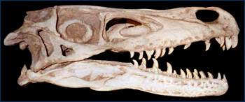 Velociraptor skull
