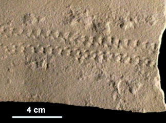 Paleohelcura trackway