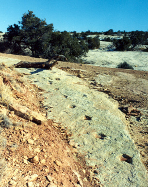Fossil trackway made by a dinosaur