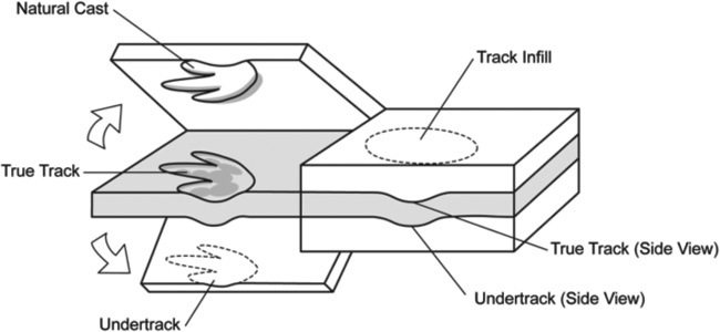 Variety of fossil tracks created by a single step