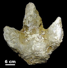 Ornithopod dinosaur track