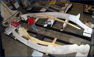 Blue whale mandibles at the National Museum of Natural History