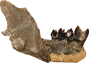 Lower jaw of <i>Metechinus nevadensis</i>