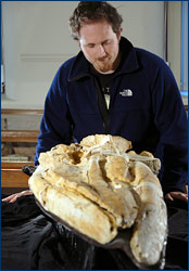 Nick Pyenson eyes the skull of an Oligocene baleen whale from New Zealand