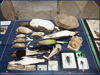 South American specimens