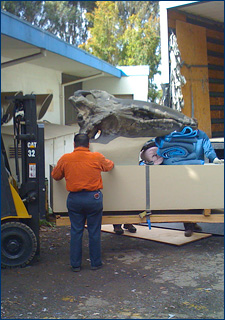 Forklift loads whale skull