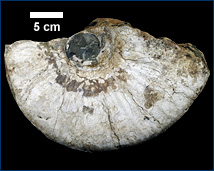 Ammonite M682