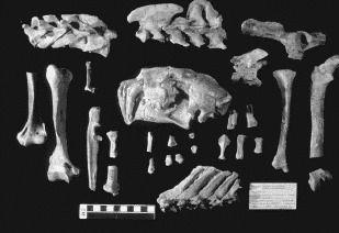 Bones of Hoplophoneus