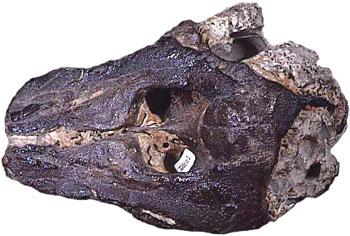 Porpoise skull