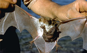 Fisherman Bat