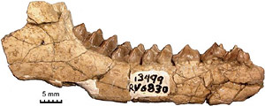 Leptoreodon jaw