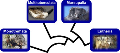 about mammals pictures