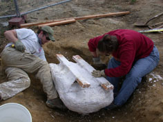 trenching around the block containing the mammoth's ribs
