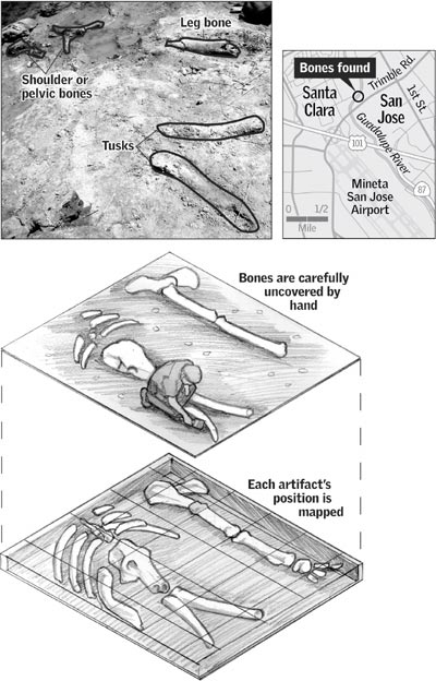 Exposed bones, site location map, mapping of bone positions