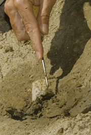 A bone fragment
