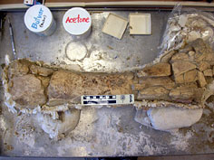 the mammoth's height can be estimated based on tibia length