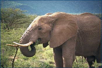 African Elephant