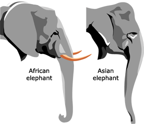 Heads of African and Indian elephants