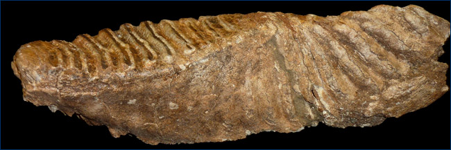 Mammoth tooth