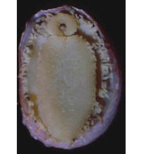 patellogastropod photo