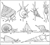 illustration of snails in shells