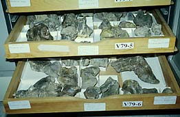 drawers of Triassic fossils